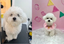 루이비숀