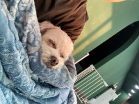 드르롱 애견호텔