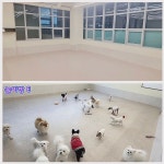 댕그레 애견유치원 & 애견호텔