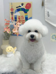 코이펫