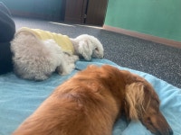 드르롱 애견호텔