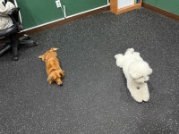 드르롱 애견호텔