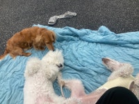 드르롱 애견호텔