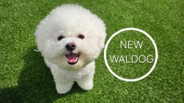 왈독 강아지 유치원 애견유치원 애견미용