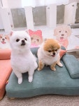 이쁘개 애견미용 애견호텔