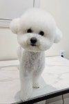 엘레멍스