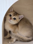 청주 고양이카페 아이캣유