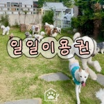멈무아지트 애견유치원 & 호텔 & 미용