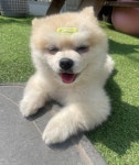슈가펫살롱