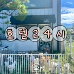 멈무아지트 애견유치원 & 호텔 & 미용