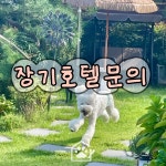 멈무아지트 애견유치원 & 호텔 & 미용