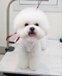 엘레멍스