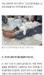 고양이미용실 그냥