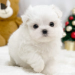 강남 요미독앤캣 강아지분양 고양이분양