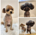 그루밍메이트