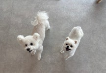 너와함께 강아지 유치원&호텔