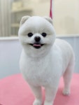 단비네펫살롱