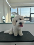 퍼피숑