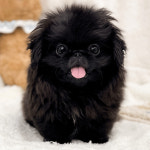 강남 요미독앤캣 강아지분양 고양이분양