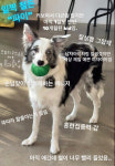 도그앤조이