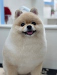 동글개