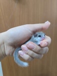 티니펫