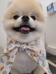 한남메이펫