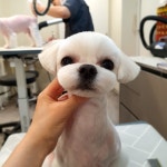 솔리스텔라 애견미용