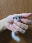 티니펫