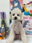 샤이멍
