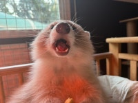 햄스터 분양 로던트클럽 충남점