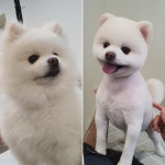 솔리스텔라 애견미용