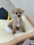 샤이멍