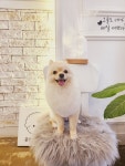 공언니펫살롱