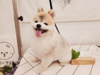 공언니펫살롱