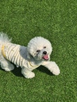 멍댕이 애견유치원
