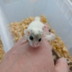 와우펫앤쥬 진주점