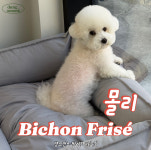 댕모먼트