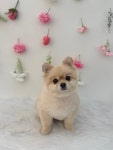 몽시떼루
