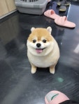 예쁘댕