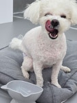 브라이튼독