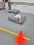 브라이튼독
