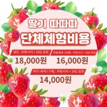 딸기 따따따