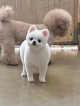 뽀독 시흥정왕점