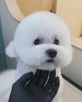 그린펫그루밍