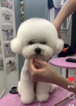 펫아지트