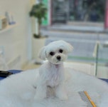 쌍문 행복한애견미용실