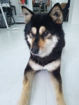 멍컷