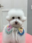 스케치독