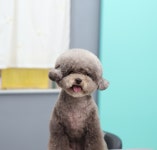 그루밍베베 애견미용